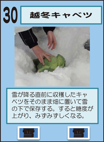 雪中野菜